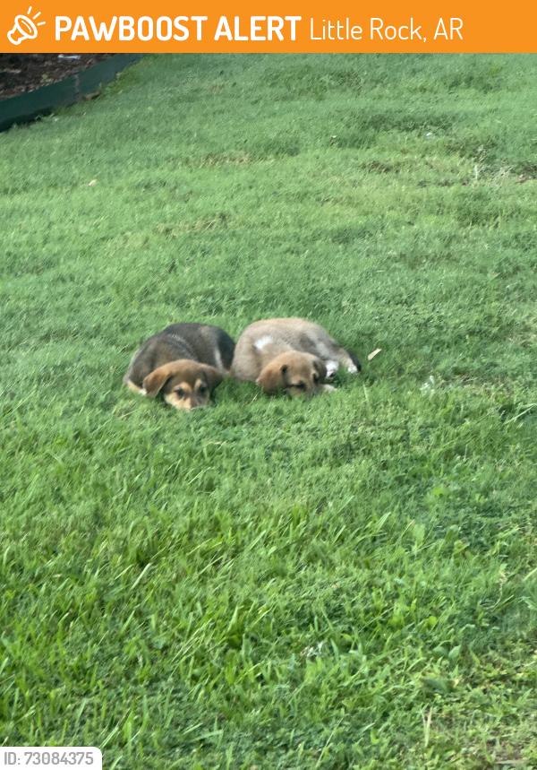 Found/Stray Unknown Dog last seen ACH southwest little rock clinic, Little Rock, AR 72209