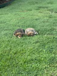Found/Stray Unknown Dog last seen ACH southwest little rock clinic, Little Rock, AR 72209