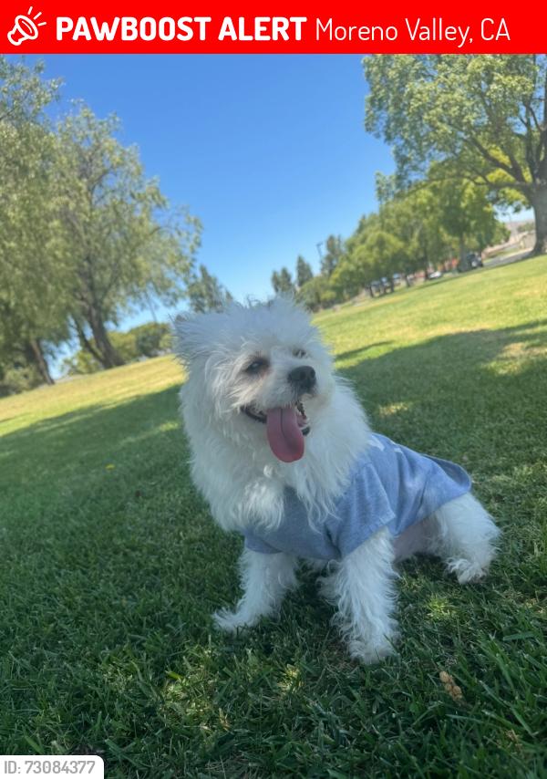 Lost Male Dog last seen Adrienne Mitchel mem park, Moreno Valley, CA 92553
