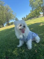 Lost Male Dog last seen Adrienne Mitchel mem park, Moreno Valley, CA 92553
