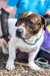 Shelter Stray Male Dog last seen Near Ponderosa Cir, Decatur, GA 30033, 30033, GA, 3280 Chamblee Dunwoody Rd, Chamblee, GA 30341, USA