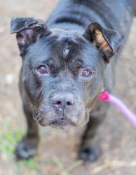 Shelter Stray Female Dog last seen , 30032, GA, 3280 Chamblee Dunwoody Rd, Chamblee, GA 30341, USA