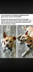 Lost Male Dog last seen Tower grove and Shaw ave, headed towards destiny ave, St. Louis, MO 63110