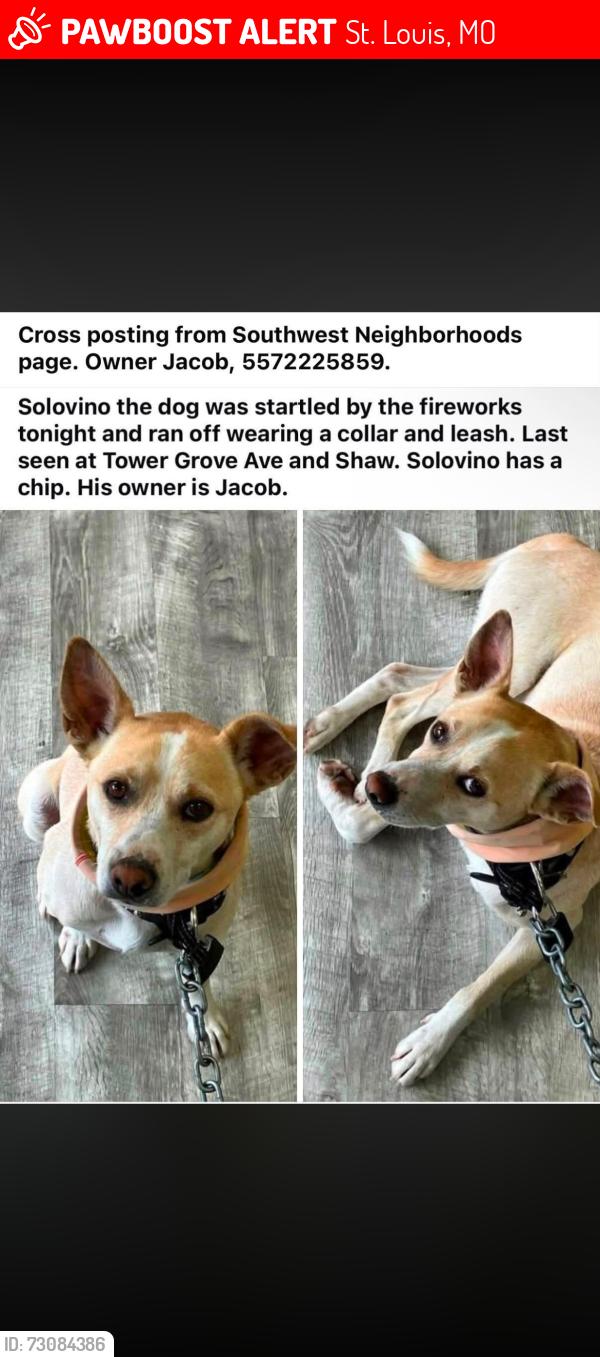 Lost Male Dog last seen Tower grove and Shaw ave, headed towards destiny ave, St. Louis, MO 63110