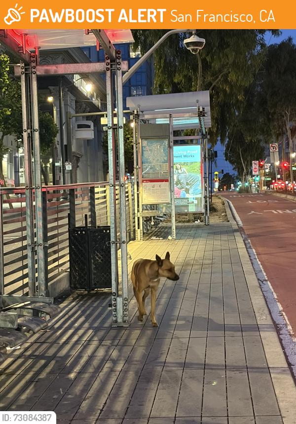 Found/Stray Unknown Dog last seen Van Ness and Ellis, San Francisco, CA 94109