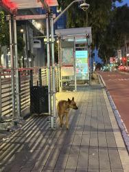 Found/Stray Unknown Dog last seen Van Ness and Ellis, San Francisco, CA 94109