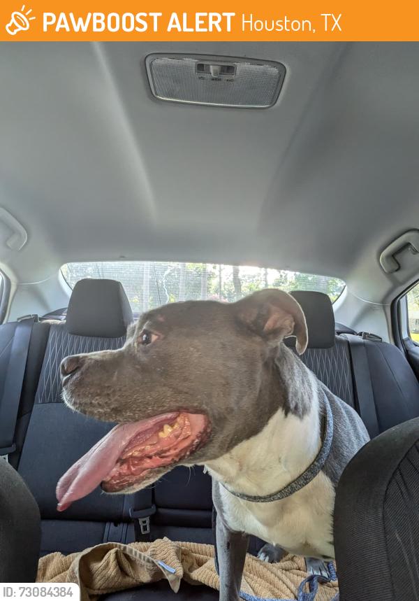 Found/Stray Male Dog last seen Oaks of Atascocita Pool on Forest Timbers Dr., Houston, TX 77346