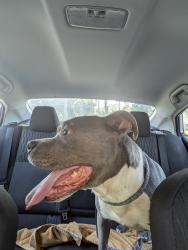 Found/Stray Male Dog last seen Oaks of Atascocita Pool on Forest Timbers Dr., Houston, TX 77346