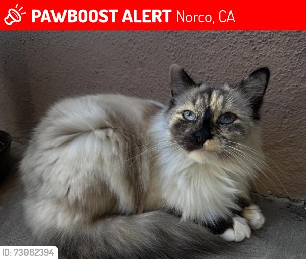 Lost Female Cat last seen Alhambra st., Norco, CA 92860