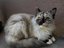 Lost Female Cat last seen Alhambra st., Norco, CA 92860