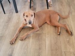 Found/Stray Female Dog last seen Main st, fm 2790, LaCoste, TX 78039