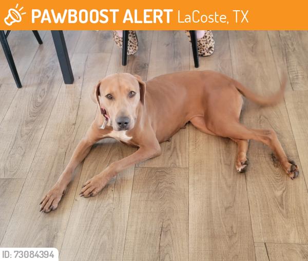 Found/Stray Female Dog last seen Main st, fm 2790, LaCoste, TX 78039