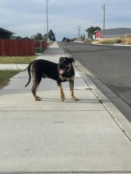 Found/Stray Male Dog last seen Cedar ave, Pasco, WA 99301