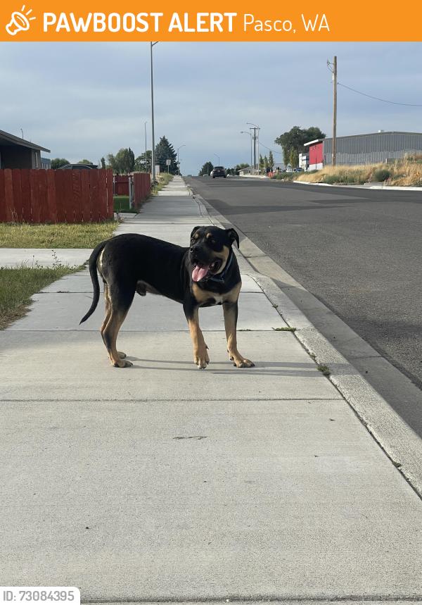 Found/Stray Male Dog last seen Cedar ave, Pasco, WA 99301