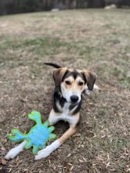 Reunited Female Dog last seen Near N Belvidere Avenue, York PA , York, PA 17401