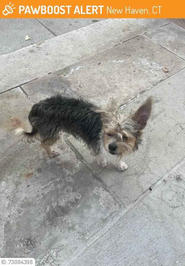 Found/Stray Unknown Dog last seen Cedar and York, New Haven, CT 06510