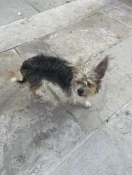 Found/Stray Unknown Dog last seen Cedar and York, New Haven, CT 06510