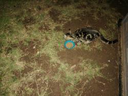 Reunited Female Cat last seen Near chalmette drive, Norman, OK 73071