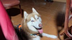 Lost Male Dog last seen Near sw 16 st, Miami, FL 33165