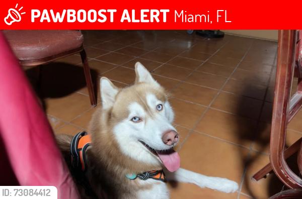 Lost Male Dog last seen Near sw 16 st, Miami, FL 33165