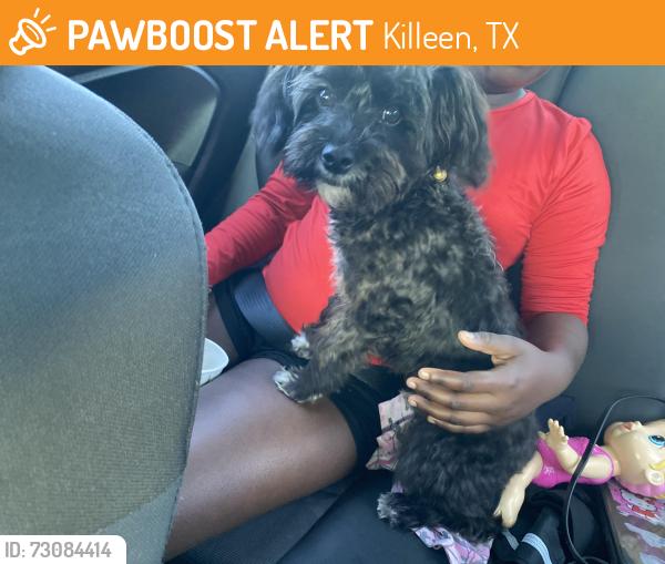 Found/Stray Male Dog last seen Stagecoach and Fort Hood, Killeen, TX 76542