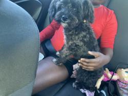 Found/Stray Male Dog last seen Stagecoach and Fort Hood, Killeen, TX 76542