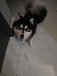 Found/Stray Male Dog last seen Apopka Vineland Rd, Orlando, FL 32818