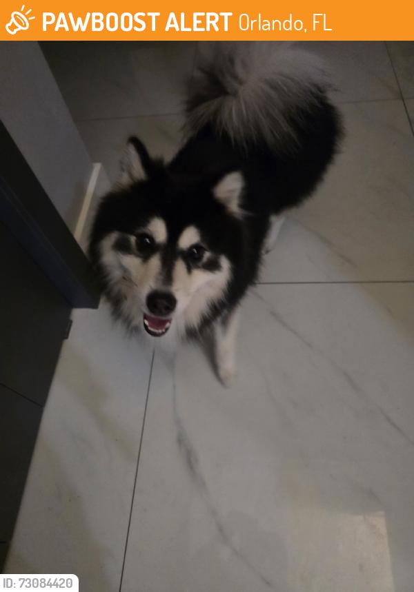 Found/Stray Male Dog last seen Apopka Vineland Rd, Orlando, FL 32818