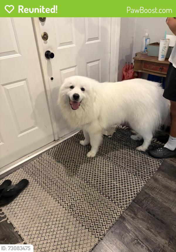 Reunited Male Dog last seen Dr Phillips Blvd and Orange Tree Neighborhood , Orlando, FL 32819