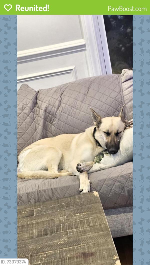 Reunited Female Dog last seen 87th and Lawndale, Chicago, IL 60652