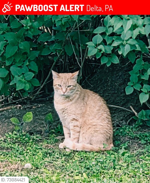 Lost Male Cat last seen Quarry Rd and Slate Spring Rd, Delta, PA 17314