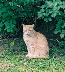 Lost Male Cat last seen Quarry Rd and Slate Spring Rd, Delta, PA 17314