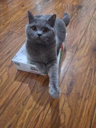 Reunited Male Cat last seen Arrow road , Greater London, England E3 3HE