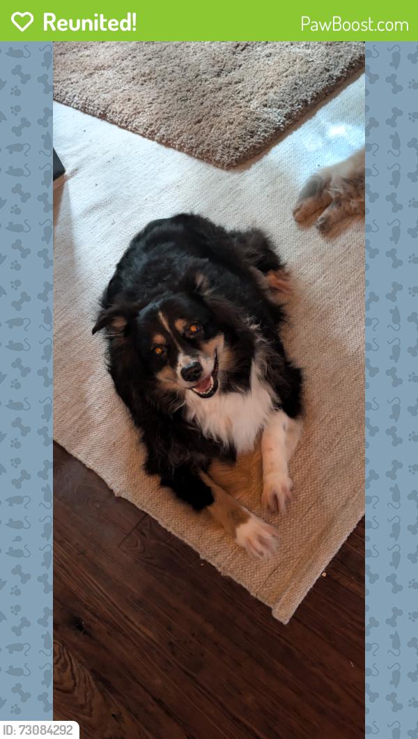 Reunited Female Dog last seen 9th Ave NE and Oak , St. Petersburg, FL 33701