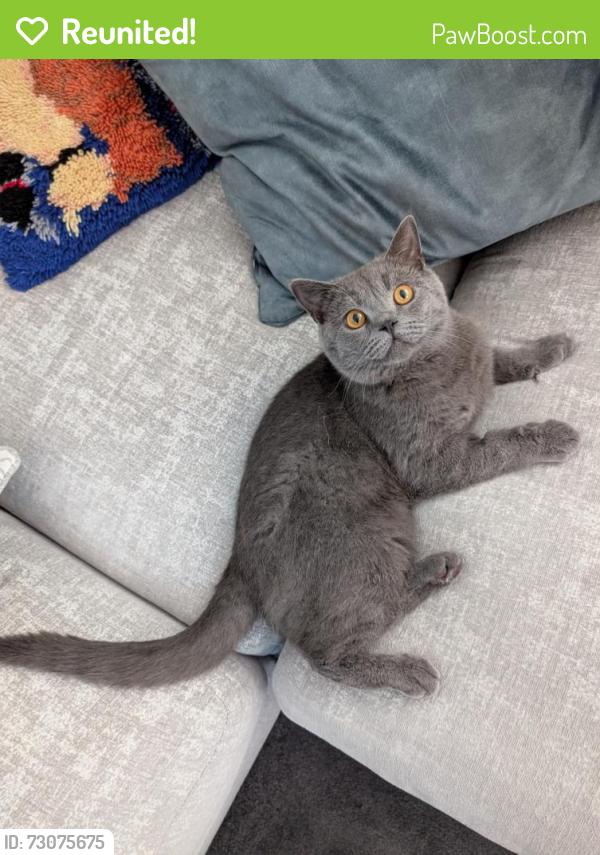 Reunited Male Cat last seen Whitton Sports Centre/Anglia Retail Park, Suffolk, England IP1 6FS