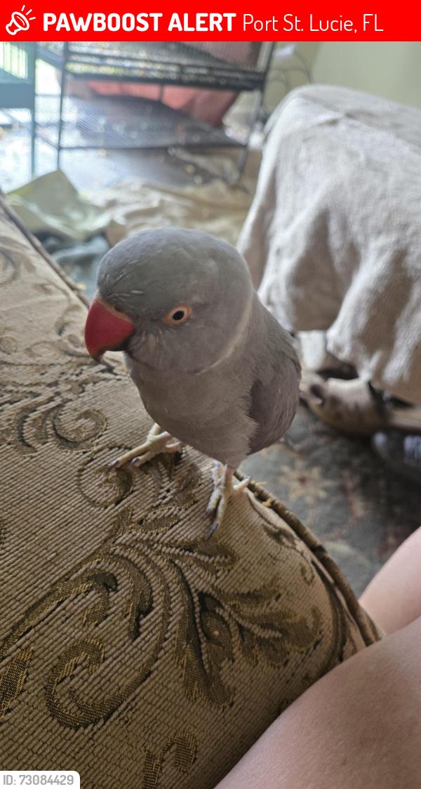 Lost Male Bird last seen Us 1 and veterans memorial, Port St. Lucie, FL 34952