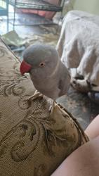 Lost Male Bird last seen Us 1 and veterans memorial, Port St. Lucie, FL 34952