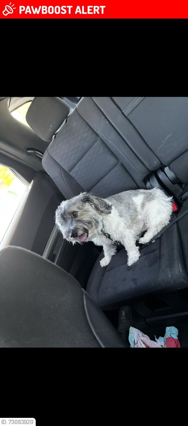 Lost Female Dog last seen Desert moon and Ramon, Thousand Palms, CA 92276
