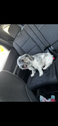 Lost Female Dog last seen Desert moon and Ramon, Thousand Palms, CA 92276