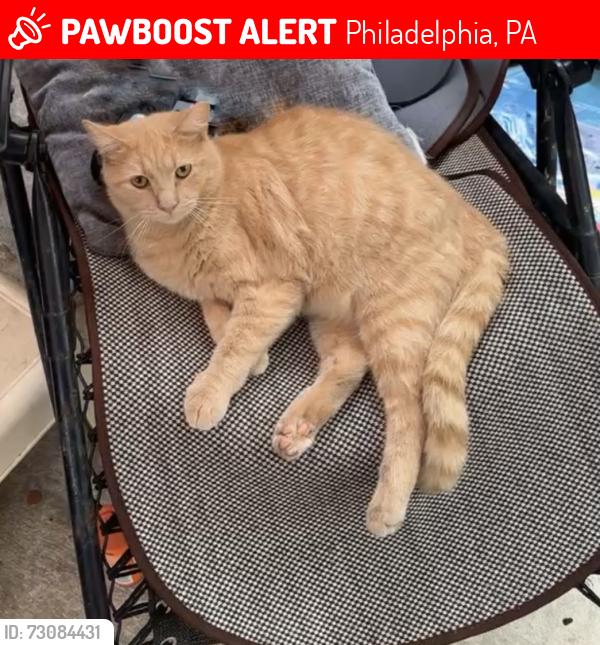 Lost Male Cat last seen 9th and huntingdon, Philadelphia, PA 19133