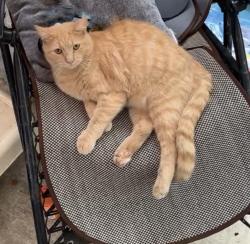 Lost Male Cat last seen 9th and huntingdon, Philadelphia, PA 19133
