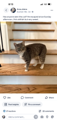 Reunited Male Cat last seen Lake pine dr and SW Cary Pkwy, Cary, NC 27511