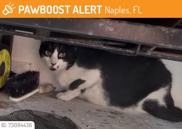 Found/Stray Unknown Cat last seen Caribbean Rd/ Court (north of Ridge Rd), Naples, FL 34103