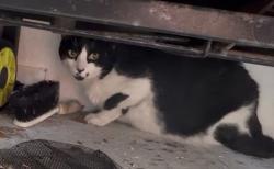 Found/Stray Unknown Cat last seen Caribbean Rd/ Court (north of Ridge Rd), Naples, FL 34103