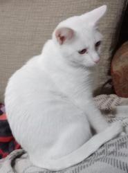 Lost Female Cat last seen Chilson rd, Hamburg Township, MI 48143