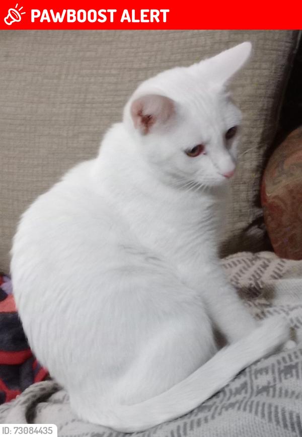 Lost Female Cat last seen Chilson rd, Hamburg Township, MI 48143