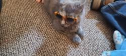 Reunited Female Cat last seen E. Park at twp Line Road, Havertown, PA 19083