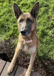 Found/Stray Unknown Dog last seen Turner turnpike heading east towards stroud, Lincoln County, OK 74834