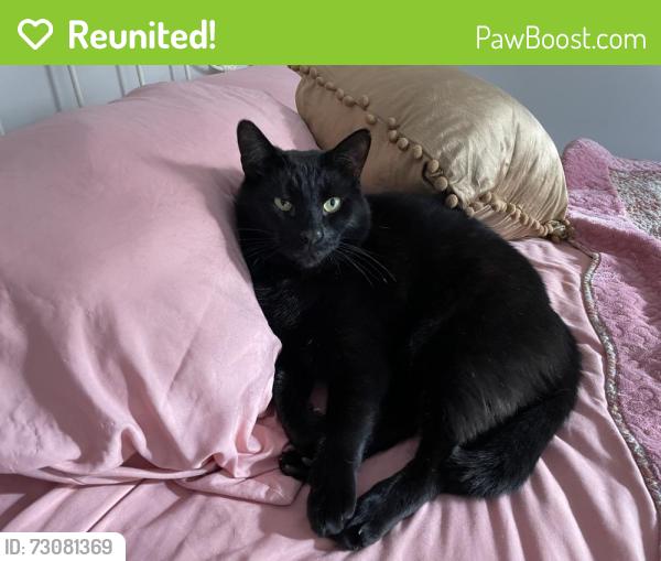 Reunited Male Cat last seen Highland Creek Subdivision, Auburn Hills Dr, Raleigh, NC 27616