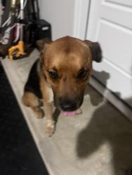 Found/Stray Male Dog last seen Avalon and Nickell Back Dr, Conroe, TX 77301
